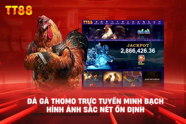 Đá gà Thomo trực tuyến minh bạch hình ảnh sắc nét ổn định